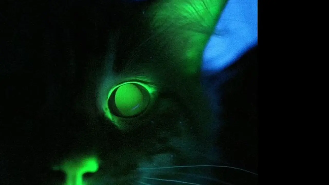Kucing menyala dalam gelap yang disinari dengan ultraviolet. Credit: Curtin University di Perth, Australia