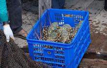 Ingin Suplai Lobster ke Pasar Global, KKP Bakal Terbitkan Sertifikasi Budi Daya Ikan yang Baik