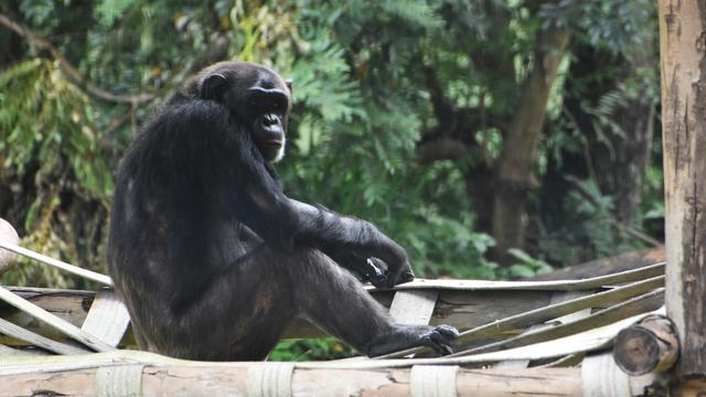 Chimpanzee