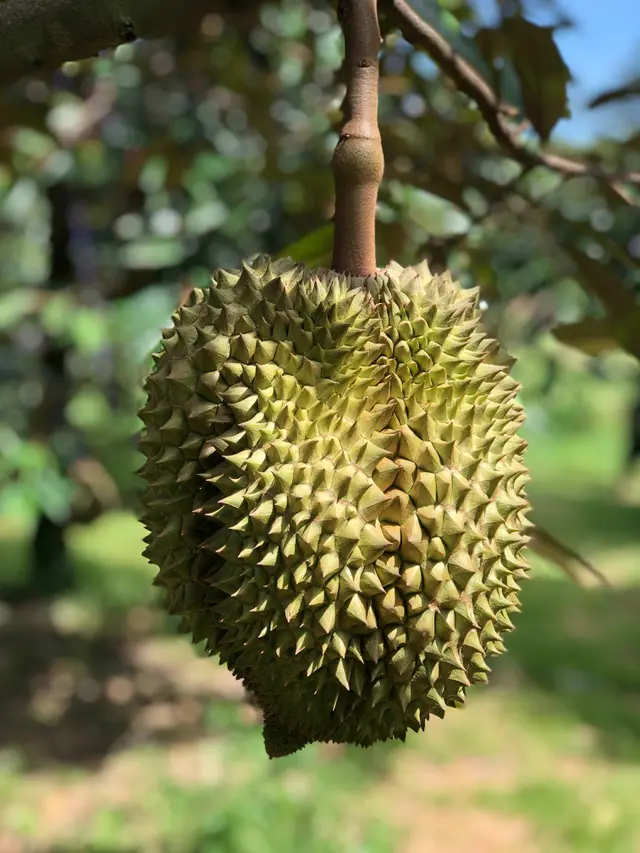 Ilustrasi buah durian