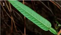 7 Manfaat Tanaman Liar Daun Duduk untuk Kesehatan, Potensi Herbal yang Mulai Terungkap Ilmiah
