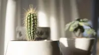 Ilustrasi tanaman kaktus untuk di dalam rumah. (dok. pexels/Elle Hughes)