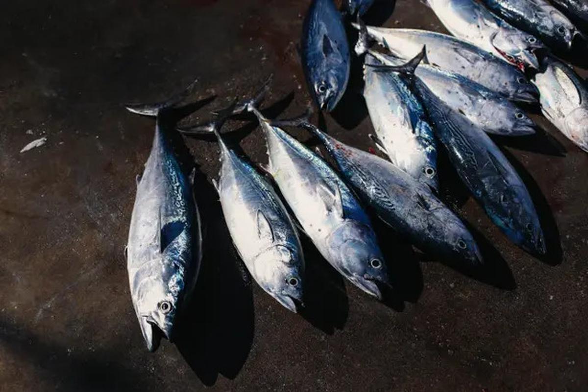 Trik Masak Telur Ikan Agar Tidak Hancur dan Bumbu Meresap dengan Sempurna