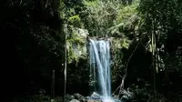 Tambourine Rainforest (Sumber: Tourism and Events Queensland)