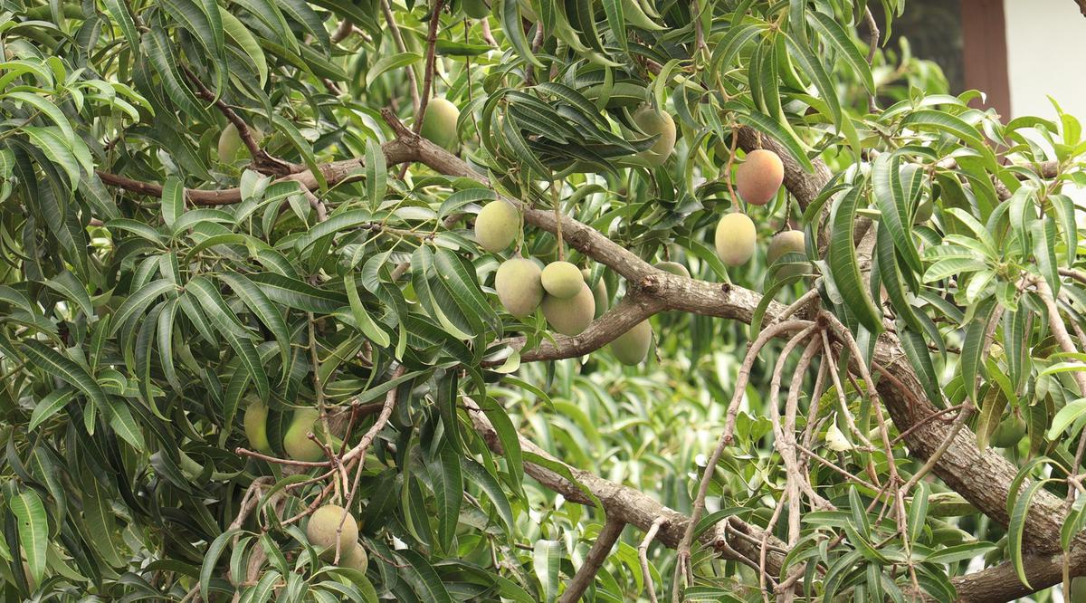 6 Cara Mencangkok Pohon Mangga Beserta Gambarnya, Mudah Dipraktikkan dan Pasti Berbuah