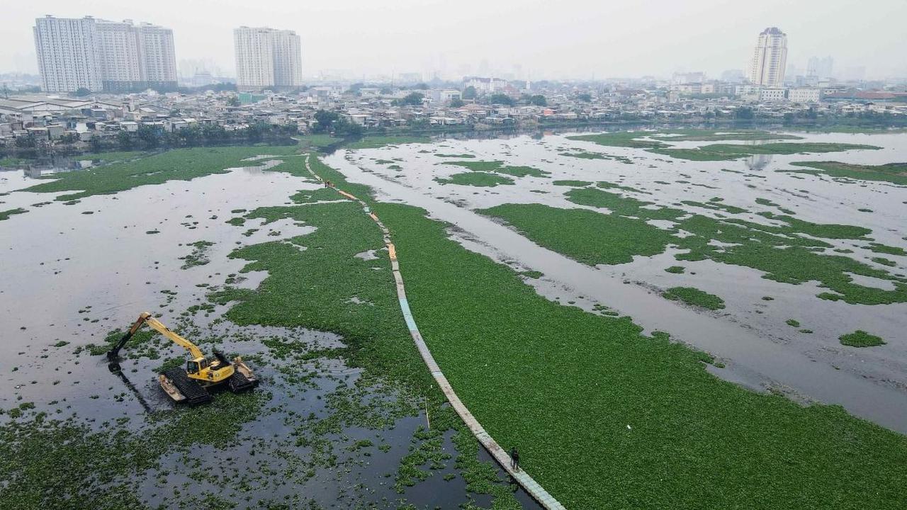 FOTO: Penampakan Luas Eceng Gondok yang Nyaris Menutupi Waduk Pluit