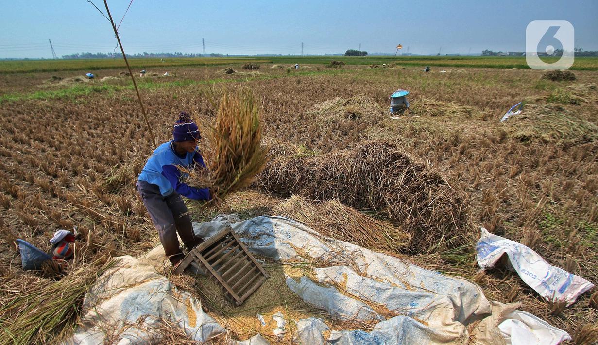 Sebelumnya harga gabah kering di kawasan tersebut dijual Rp5.500, saat ini bisa mencapai Rp6.000 per kilogram. (Liputan6.com/Angga Yuniar)