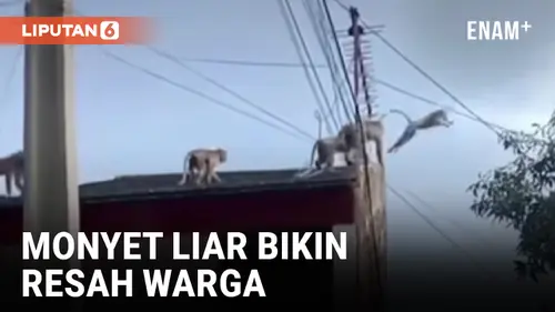VIDEO: Puluhan Monyet di Bandung Rusak Atap Rumah Warga