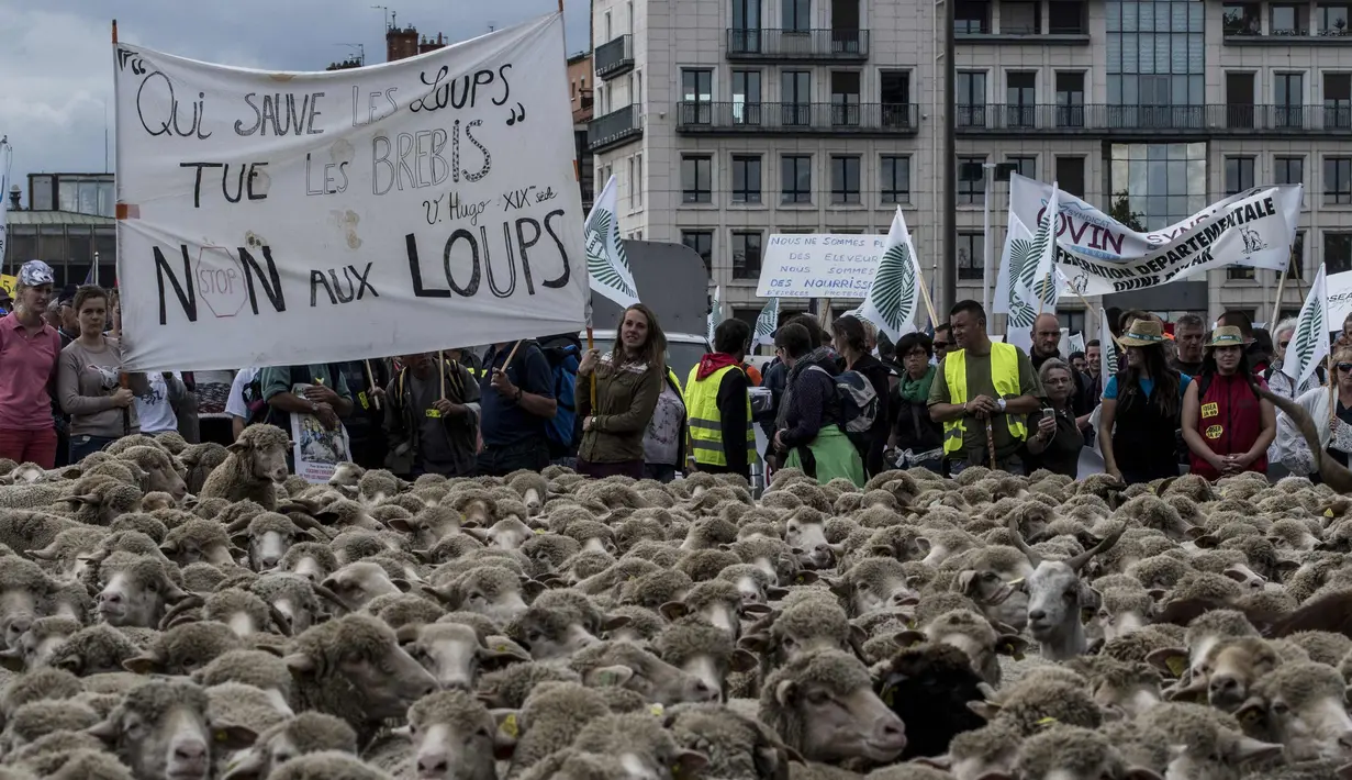Peternak bersama ratusan domba saat unjuk rasa menentang kebijakan 'Plan Loup' di Kota Lyon, Prancis, (9/10). Aksi peternak tersebut untuk menentang program perlindungan serigala. (AFP Photo/Jean-Philippe Ksiazek)