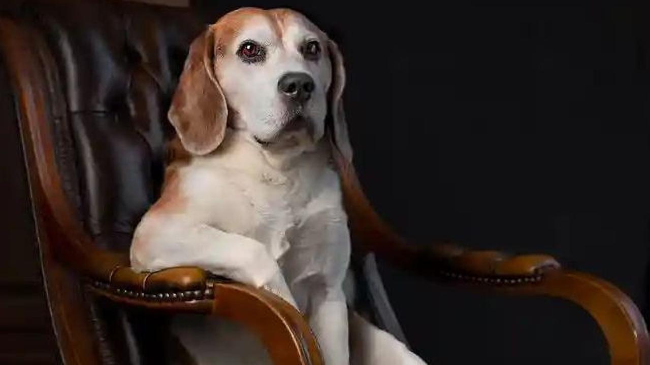Portrait of an Arrogant Beagle by Patrick Reymer, 2018&nbsp;