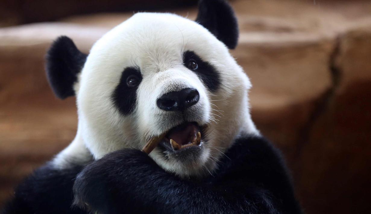 Panda asal China bernama Cai Tao memakan bambu di kebun binatang Taman Safari Indonesia di Bogor, Jawa Barat, (1/11). Kedua panda asal China Cai Tao dan Hu Chun dipinjamkan untuk pengembangbiakan di Indonesia. (AP Photo / Achmad Ibrahim)