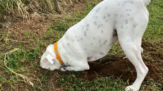 Dog Digging