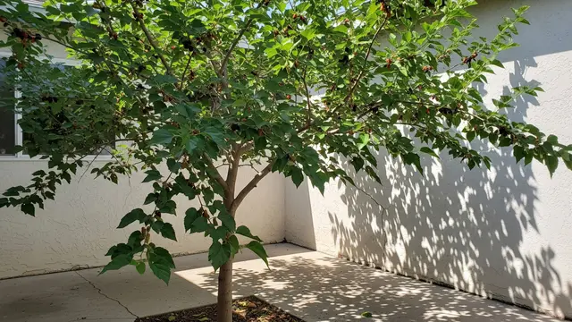 Murbei (Mulberry)