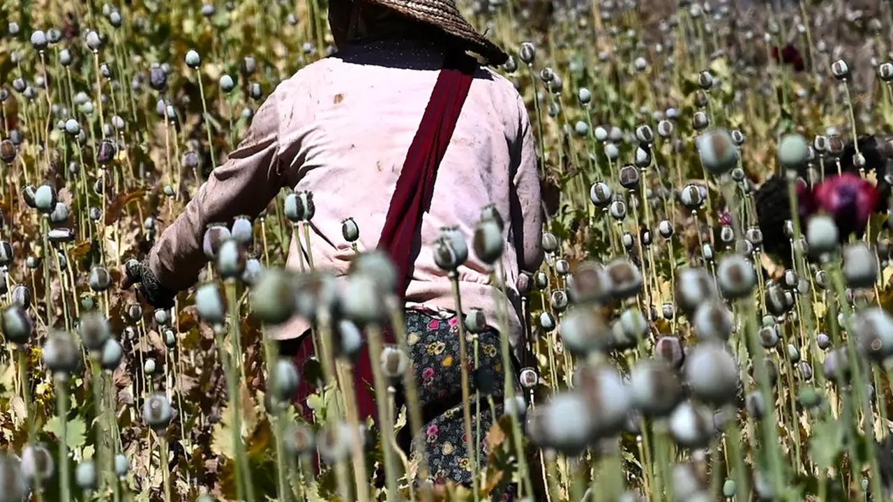 Negara Ini Geser Afghanistan Sebagai Produsen Opium Terbesar di Dunia