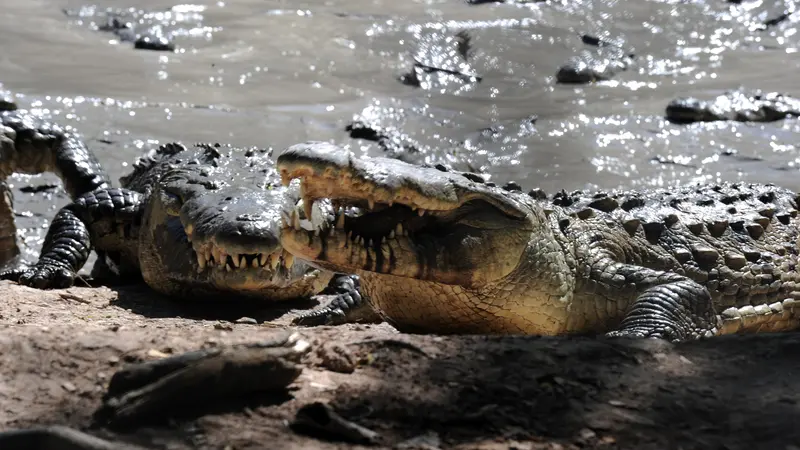 20151101-Ribuan Buaya Makan Cabang Pohon Karena Kelaparan-Honduras