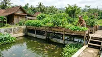 7 Cara Membuat Kebun Sayur di Atas Kolam Ikan, Sistem Aquaponik yang Efisien