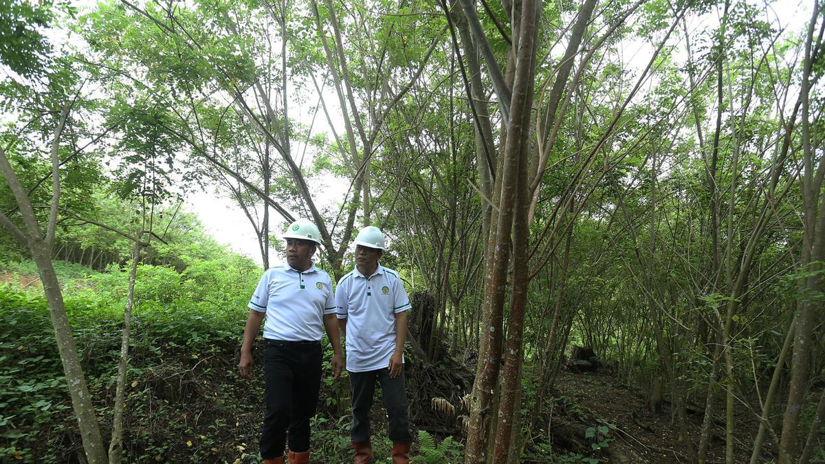 BJA Group Buktikan Industri Wood Pellet Bisa Tumbuh Tanpa Deforestasi, Tanam 20 Juta Pohon Gamal