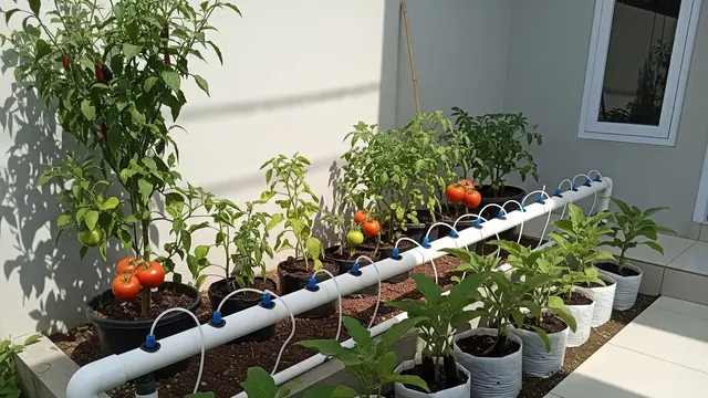 9 Cara Membuat Kebun Hidroponik Sederhana dari Pipa PVC di Halaman Rumah