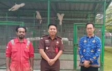 BKSDA Maluku Amankan Empat Kakatua Hasil Penegakan Hukum Perdagangan Ilegal Satwa