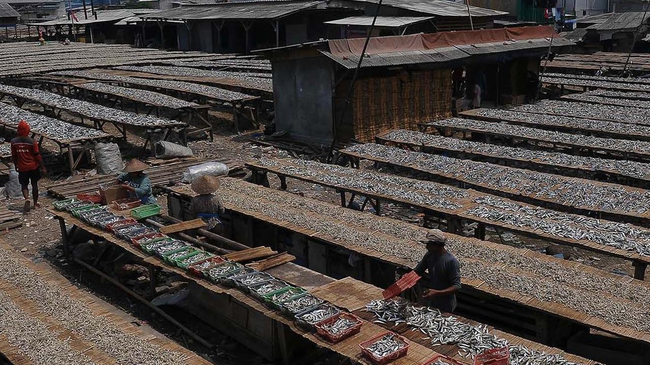 Produksi ikan asin di perkampungan nelayan Muara Angke, Jakarta, terus menggeliat. Berdasarkan pantauan di lokasi pada Selasa (5/12/2023), tampak sibuk mengeringkan ratusan kilogram ikan yang telah diasinkan.<br>