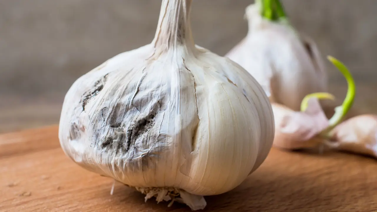 bawang putih berjamur busuk