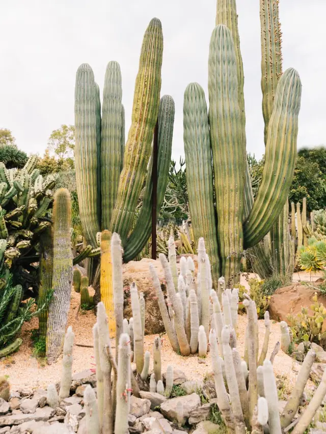 Saguaro Cactus, Ikon Kaktus Gurun yang Bisa Dijadikan Tanaman Indoor