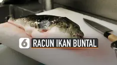 Ikan buntal mengandung racun yang dianggap lebih berbahaya dari sianida.