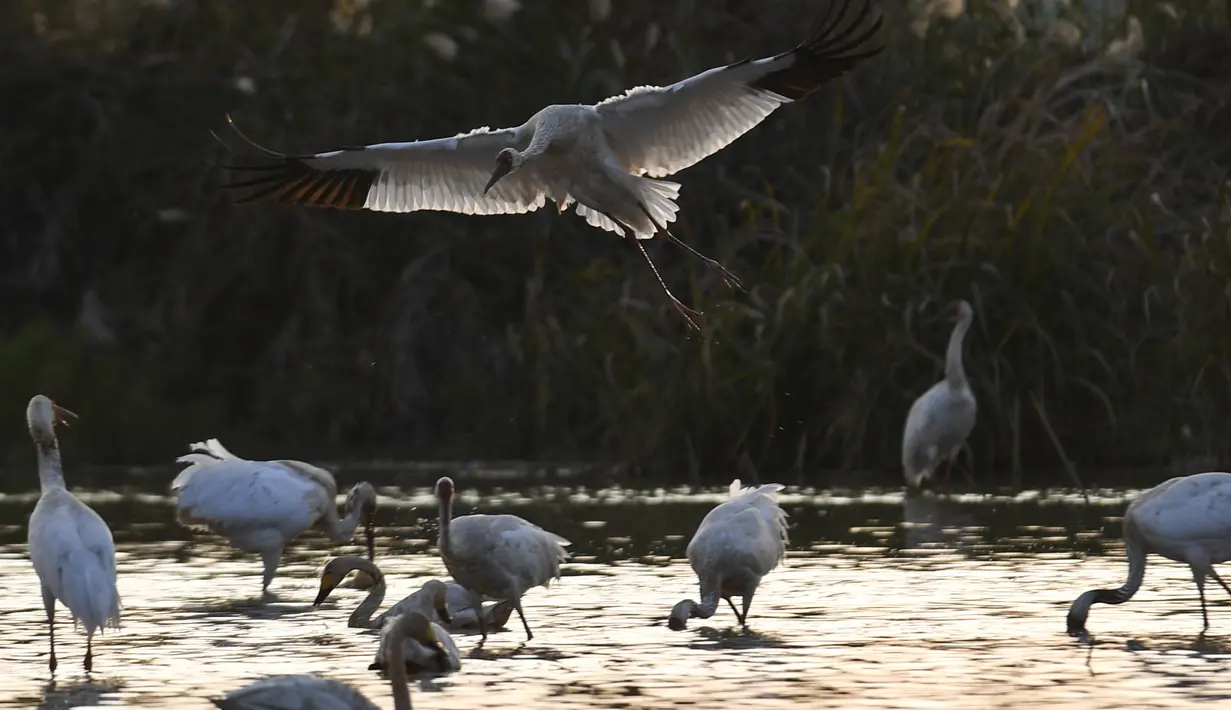 Kawanan burung migran termasuk burung jenjang putih (white crane) dan angsa mencari makan di lahan basah kawasan konservasi burung jenjang putih Wuxing di tepi Danau Poyang di Nanchang, Provinsi Jiangxi, China timur, pada 18 November. (Xinhua/Zhou Mi)