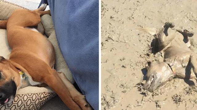 7 Potret Kocak Anjing Habis Bermain Lumpur, Gemes Banget