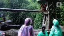 Pengunjung melihat orang utan di Taman Safari Indonesia (TSI) di Cisarua, Bogor, Kamis (20/5/2021). Walaupun libur lebaran sudah berakhir wiasatawan masih memadati kawasan TSI Bogor dengan menerapkan protokol kesehatan dan membatasi pengunjung hingga 50 persen.
(merdeka.com/ Arie Basuki)