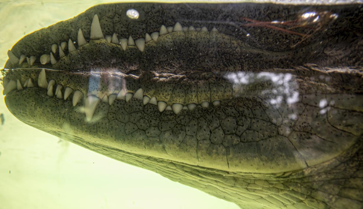 Buaya 'Juancho' duduk diam dalam tangkinya di Kebun Binatang Buin di Santiago, Selasa (15/6/2021). Kebun binatang swasta terbesar di Chile mengalami situasi ekonomi yang serius karena penutupan akibat dari perpanjangan karantina wilayah di tengah meningkatnya kasus COVID-19. (AP Photo/Esteban Felix)