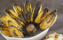 Trik Unik Merebus Pisang Kepok dengan Rice Cooker, Bisa Hemat Gas