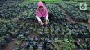 Petugas merawat bibit tanaman di Tangerang, Banten, Rabu (4/11/2020). DKP Kota Tangerang menargetkan membagikan 486 ribu bibit tanaman buah dan sayuran hingga akhir November 2020 untuk warga melalui kecamatan di tengah pandemi COVID-19. (Liputan6.com/Angga Yuniar)