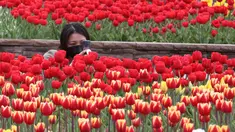 Seorang perempuan yang memakai masker mengambil gambar bunga tulip di sebuah taman di Goyang, Korea Selatan, pada 13 April 2021. Korea Selatan sedang menyambut musim semi yang akan berlangsung dari Maret hingga Mei. (AP Photo/ Ahn Young-joon)