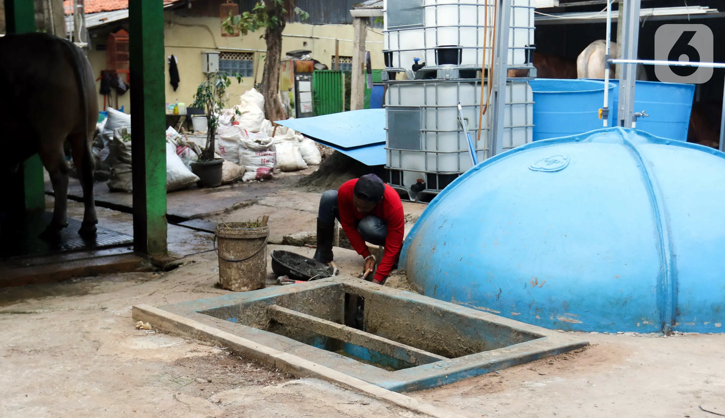 Pemanfaatan Limbah Kotoran Sapi Jadi Biogas Untuk Rumah Tangga Dan