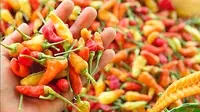 Makin Pedas, Harga Cabai Rawit di Jember Capai Rp 75 Ribu Per Kilogram