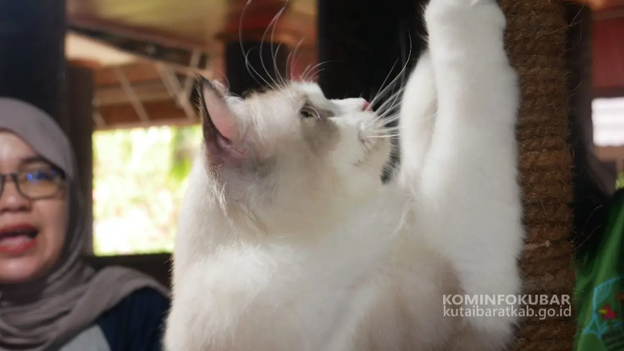 Sendawar Beauty Cat Show 2023