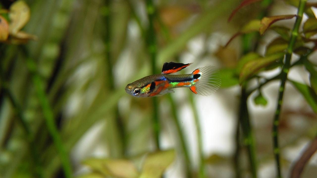 Hobi kokeksi Ikan Guppy