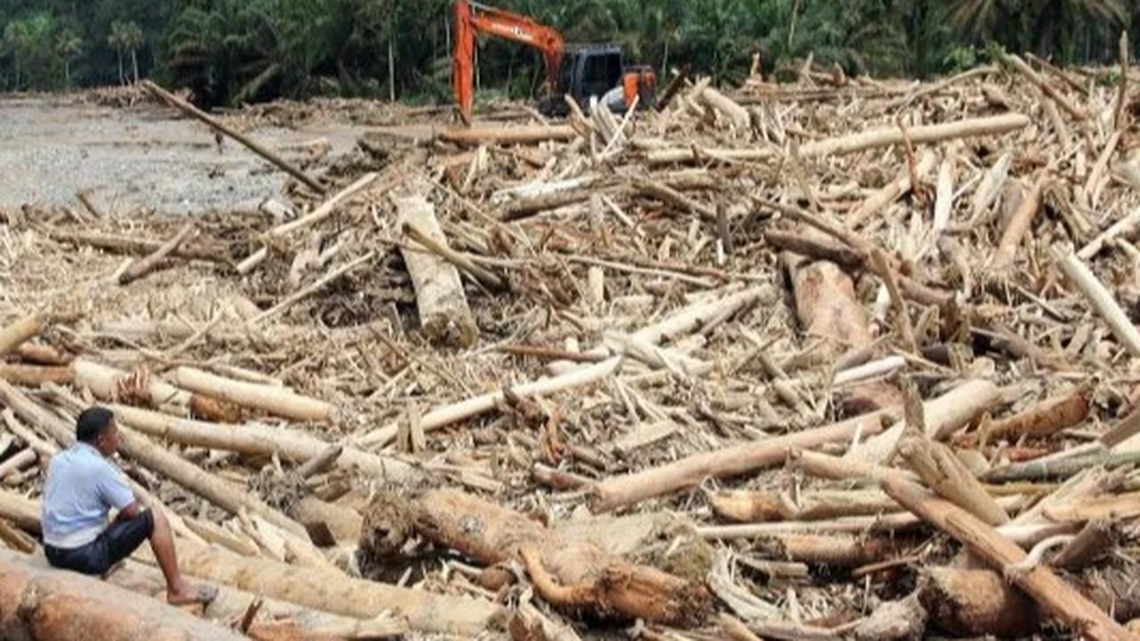 Kayu gelondongan besar terbawa arus banjir di Sumatera