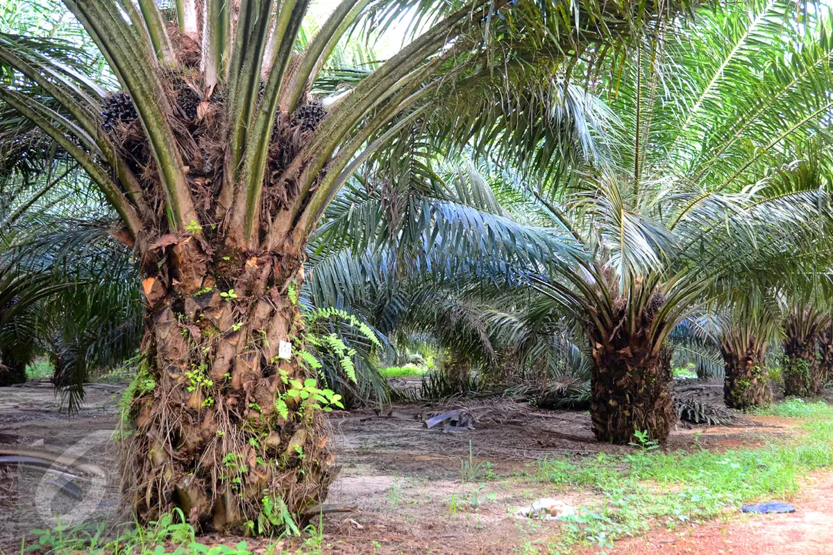 20160304-Kelapa Sawit-istock