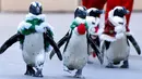 Segerombolan penguin Afrika berkeliling taman rekreasi Hakkeijima Sea Paradise dengan dandanan layaknya Santa Claus, di Yokohama, Tokyo, 5 Desember 2017. Penguin-penguin itu berjalan beriringan dengan gaya yang lucu. (Toru YAMANAKA/AFP)