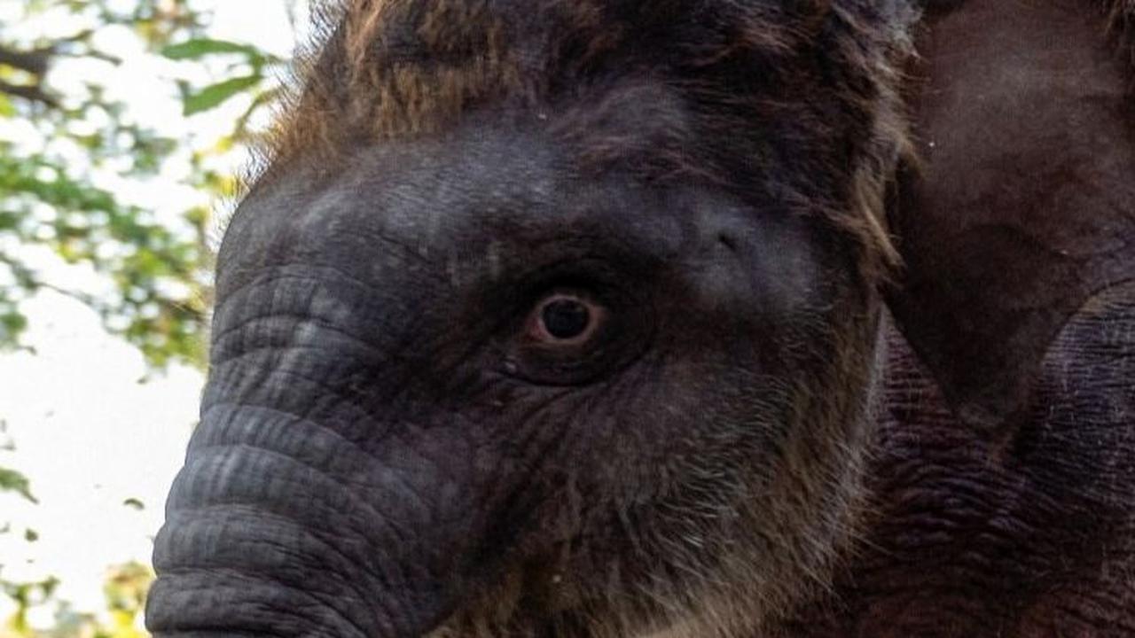 Prasasti ini menjadi simbol kelahiran Rocky di Kebun Binatang Surabaya dan akan menjadi bagian dari sejarah kebun binatang tersebut. Foto: JUNI KRISWANTO / AFP