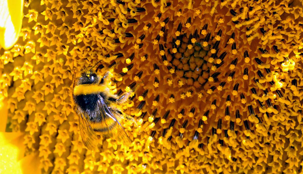 Seekor lebah mengumpulkan serbuk sari dari bunga matahari di lapangan Bonrepos-Riquet (10/08/2016). (AFP PHOTO/PASCAL PAVANI)