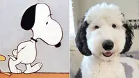 Foto Bayley yang mirip dengan snoopy, (Tangkapan layar dari website cnn.com)