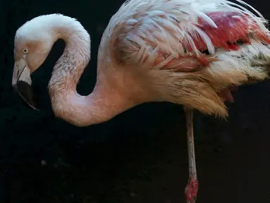 Seekor flamingo mengunakan kaki palsu ketika beraktivitas di Kebun Binatang Sorocaba, Brasil, Rabu (1/7/2015). Flamingo Chile dipasangi kaki palsu karena bagian bawah kaki kirinya yang mengalami patah tulang telah diamputasi. (REUTERS/Paulo Whitaker)