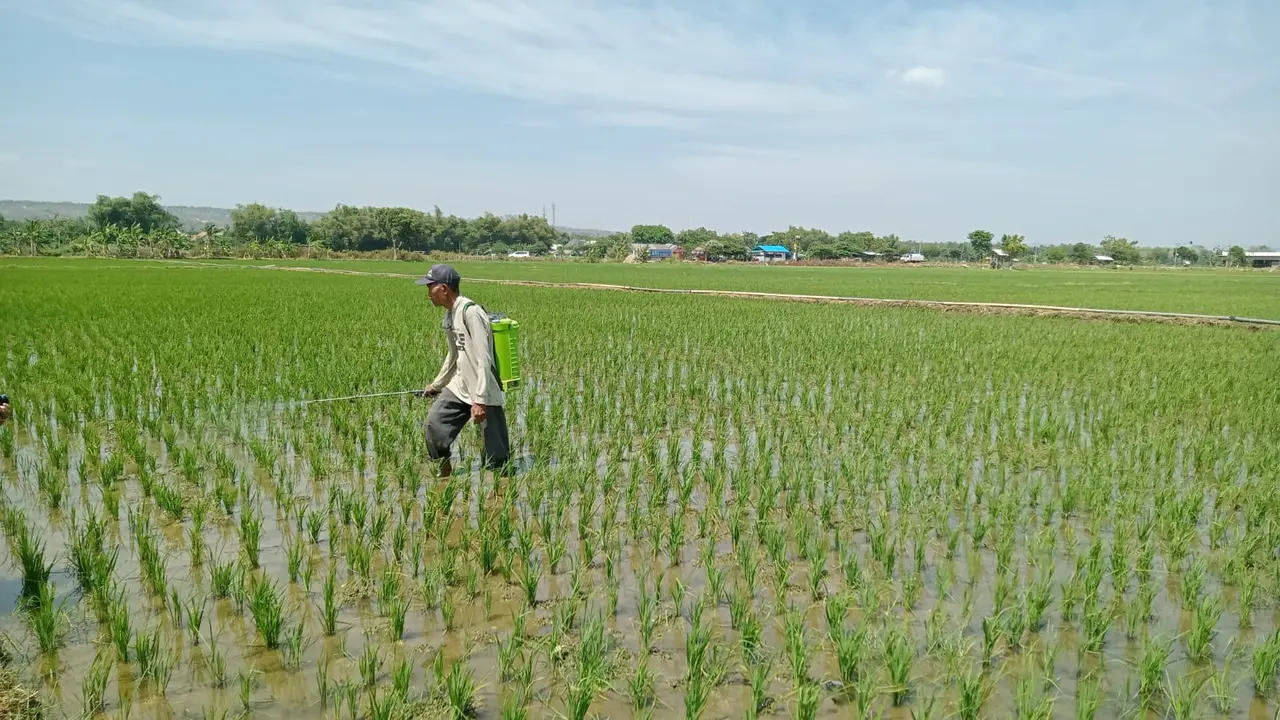 Petani Tuban kesulitan membeli pupuk subsidi karena stok langka. (Istimewa)
