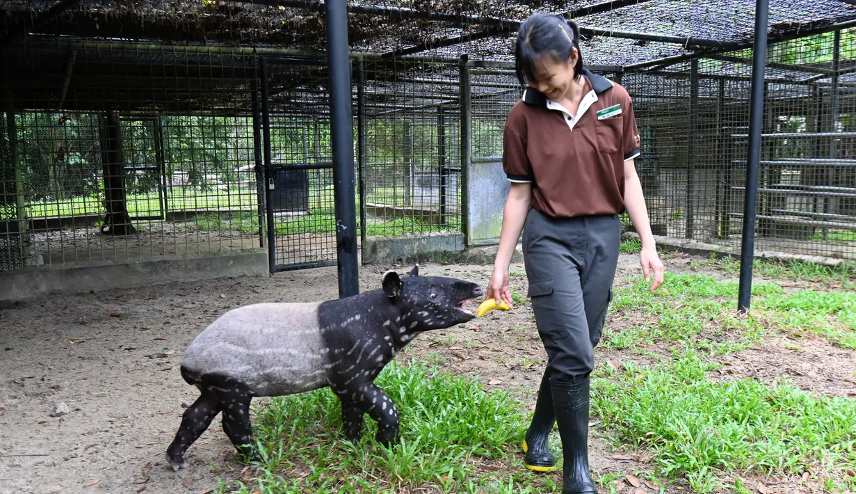 Petugas menawarkan pisang ke tapir betis betina Malaya bernama Sutera di taman Night Safari, Singapura (7/10/2019). Tapir Betis yang terancam punah, lahir 25 Juli 2019 adalah generasi keempat dari tapir Malaya yang lahir di taman margasatwa malam pertama di dunia. (AFP Photo/Roslan Rahman)