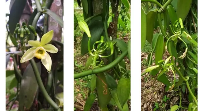 Kementan