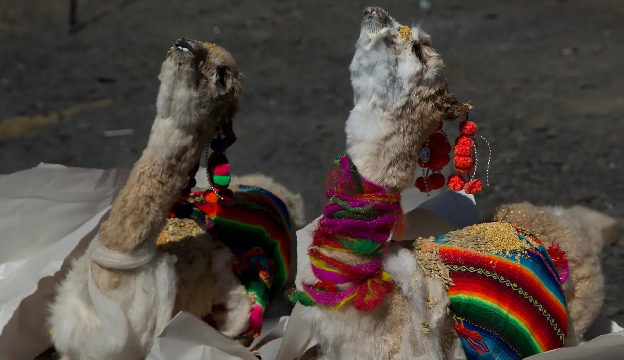 Llama muda siap dibakar dalam ritual Pachamama atau Ibu Bumi di gunung La Cumbre, pinggiran La Paz, Bolivia, Rabu (1/8). Bulan Agustus, orang-orang berkumpul melakukan persembahan menghormati dewi bumi dan meminta keberuntungan. (AP/Juan Karita)