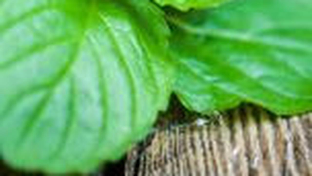 10. Daun Mint
